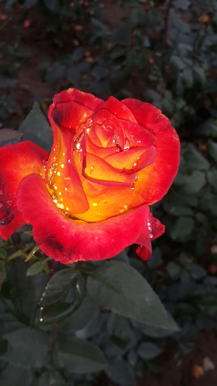 Flower, Rose, Nature Beauty, Natural, Gardening, Love, - Floribunda - HD Wallpaper 