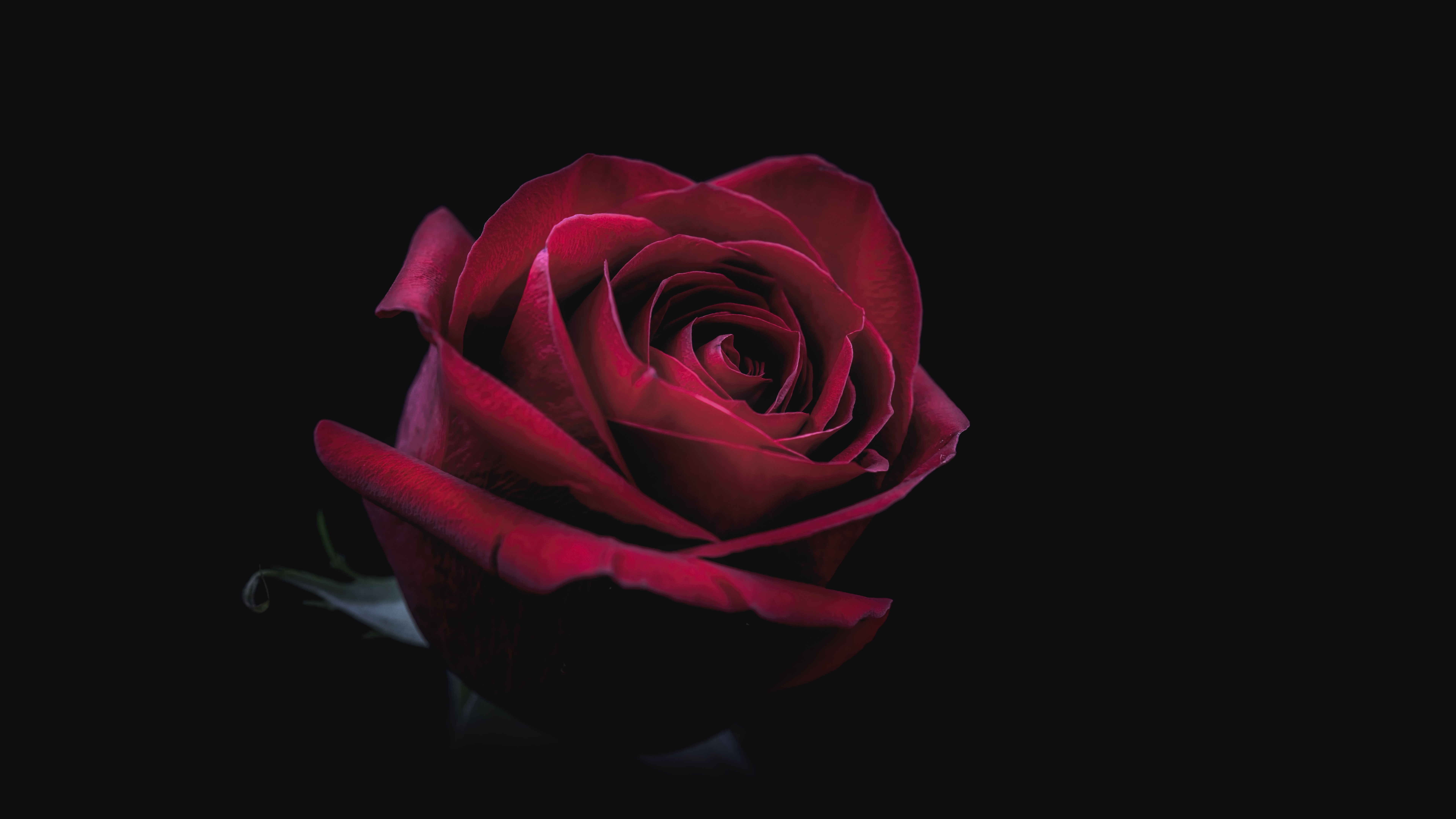 Dark Red Rose Hd - HD Wallpaper 