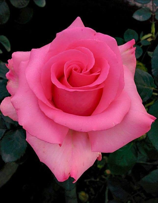 Natural Beautiful Rose Flowers - HD Wallpaper 