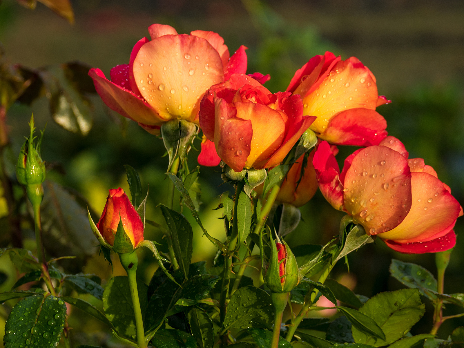 Garden Roses - HD Wallpaper 