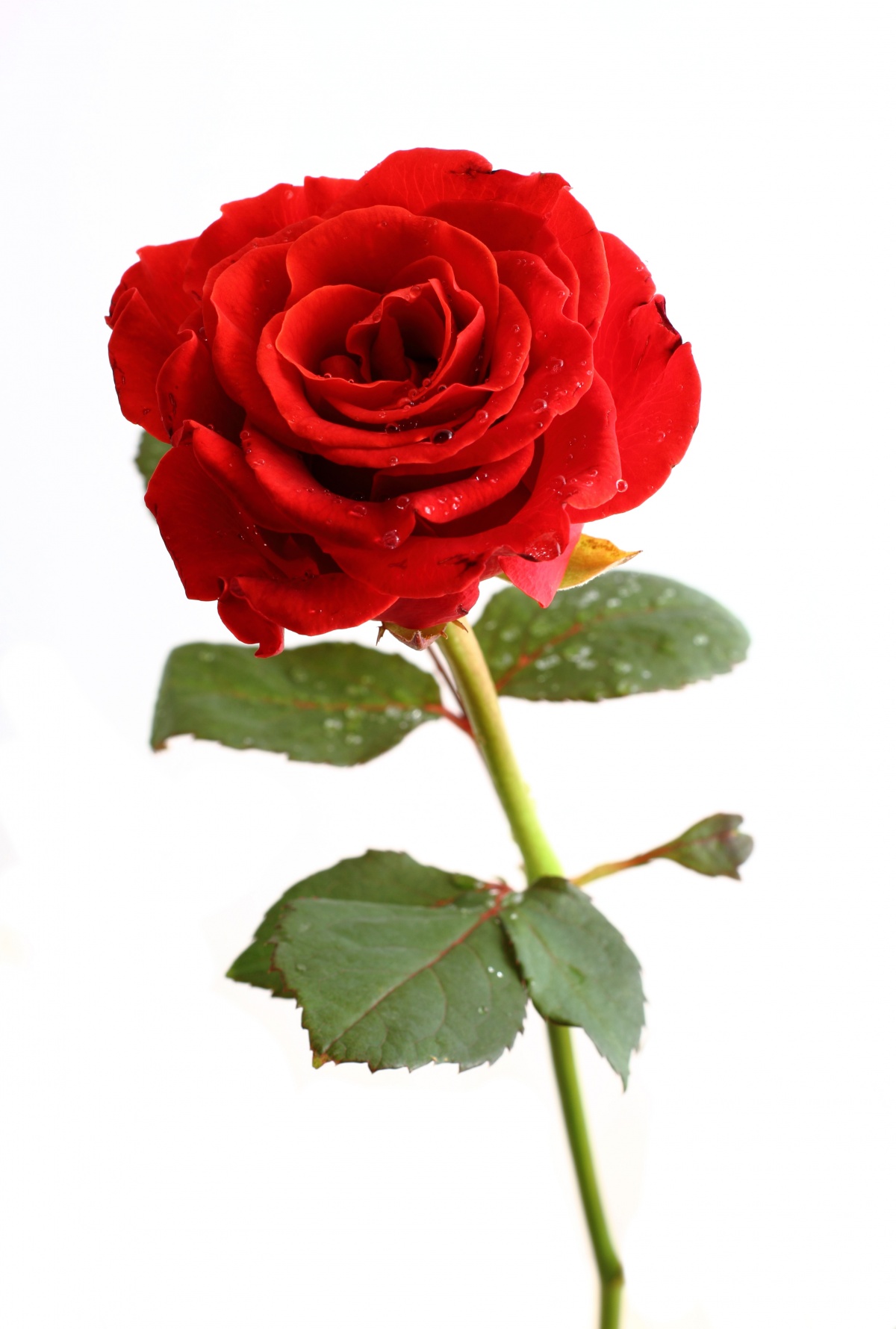 Steamcream Blog Steamcream - Sandalwood Powder Milk And Rosewater - HD Wallpaper 