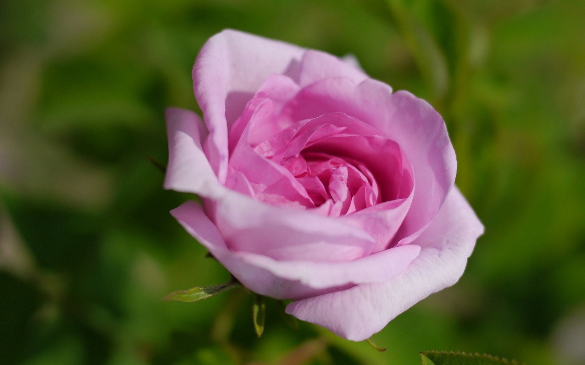 Rosa Rosas Con Tallo - HD Wallpaper 