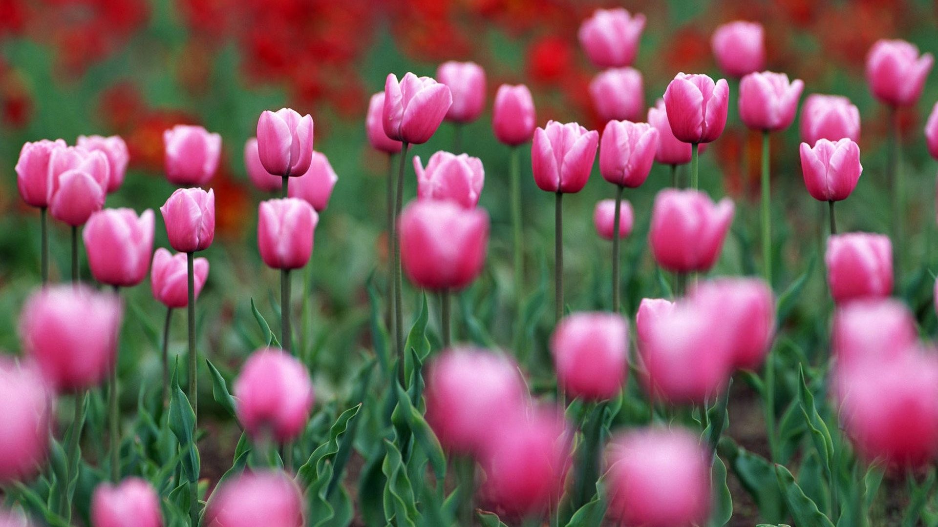 Spring Flower Wallpaper Hd 3d - Wallpaper - HD Wallpaper 