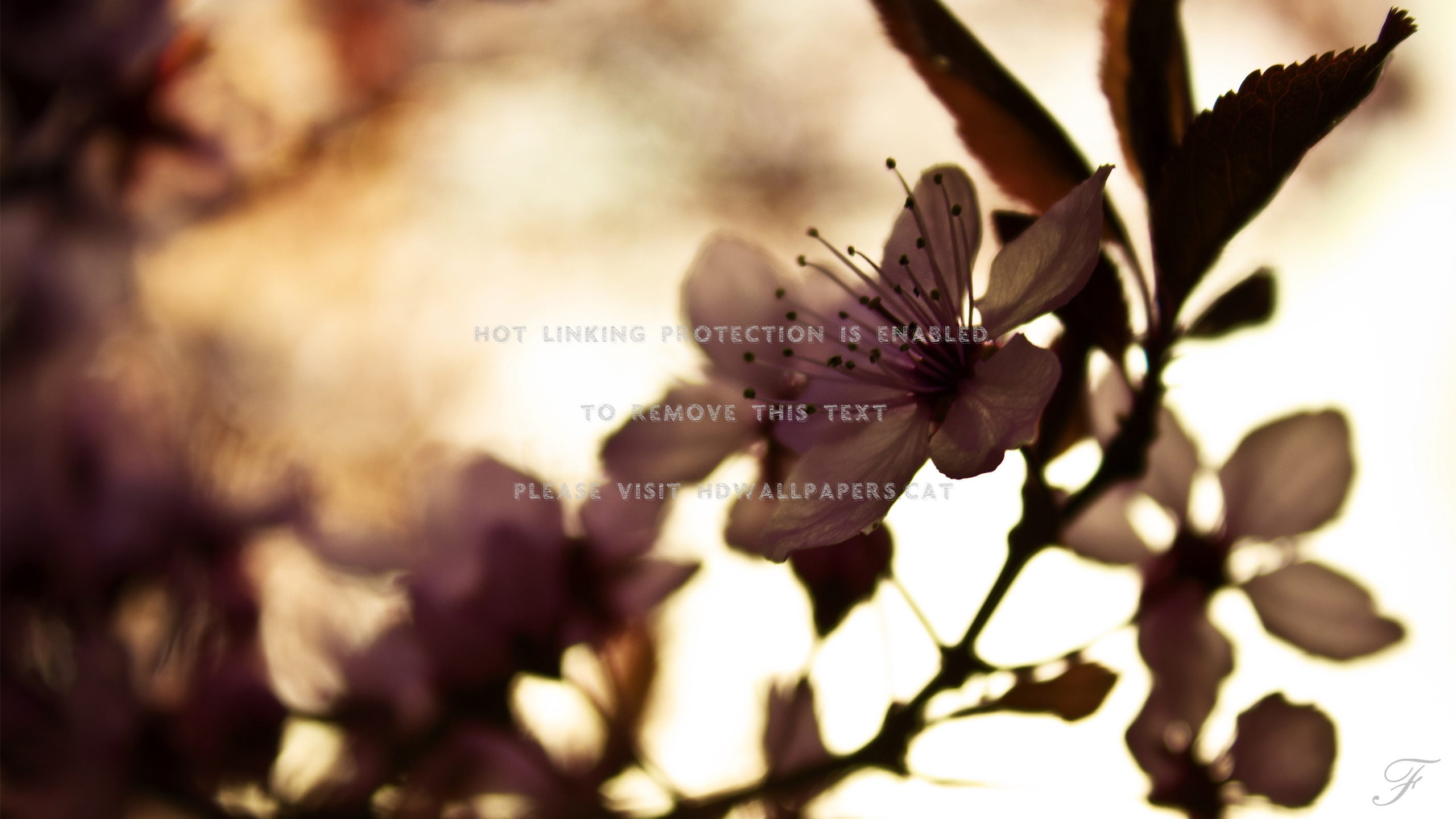 Very Nice Nature Hd Cool Wow Flower 3d 7p Wallpaper 2560x1440 Wallpaper Teahub Io