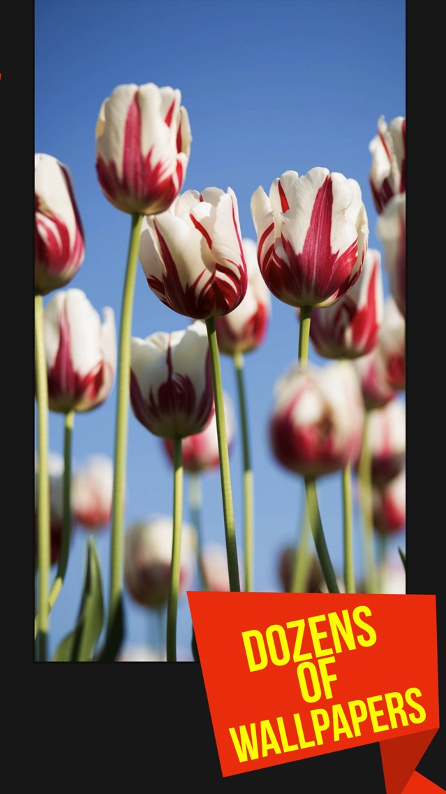 3d Natural Flower - Iphone Hd Wallpaper Tulip - HD Wallpaper 