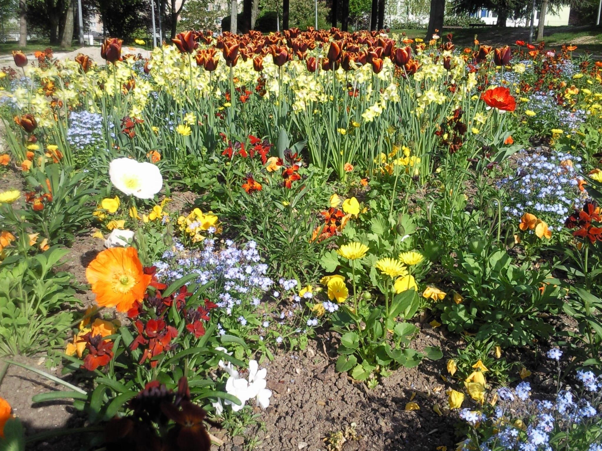 Tulip - HD Wallpaper 