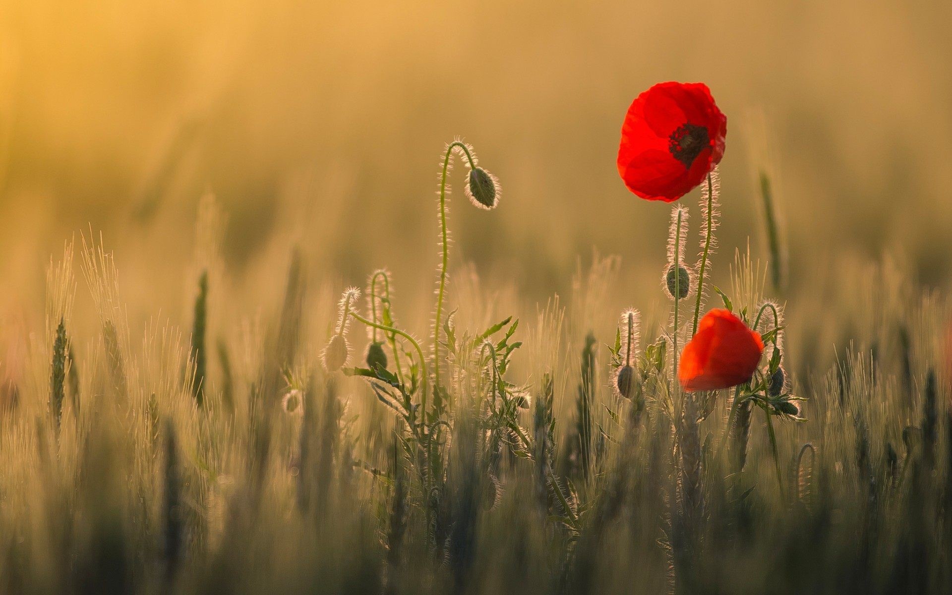 1920x1200, Red Poppies Flowers Wallpaper For Desktop - Poppy Flower Wallpaper Hd - HD Wallpaper 