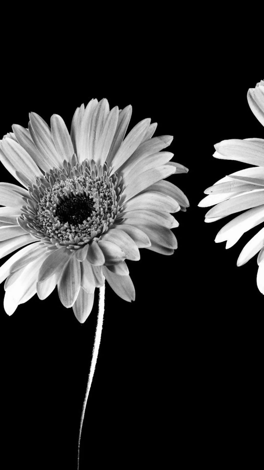 Black And White Flower Cool Phone Wallpaper - Black And White Anime - HD Wallpaper 