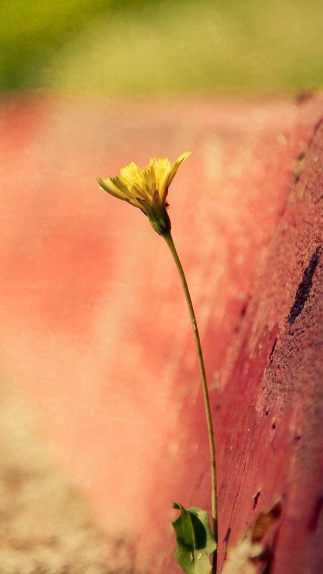 Featured image of post Single Flower Flower Wallpaper Iphone Nature : A collection of the top 52 flower macro wallpapers and backgrounds available for download for free.