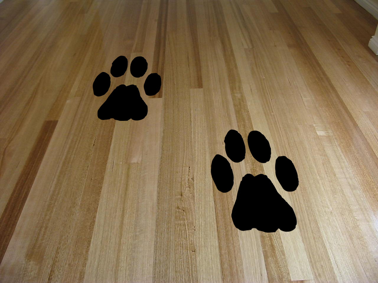 Paw Print Wall Decal - Paw Prints Floor - HD Wallpaper 