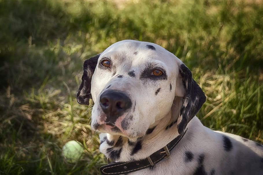 Dalmatian, Dog, Cute, Pets, Points, Portrait, Animals, - Dalmatian - HD Wallpaper 