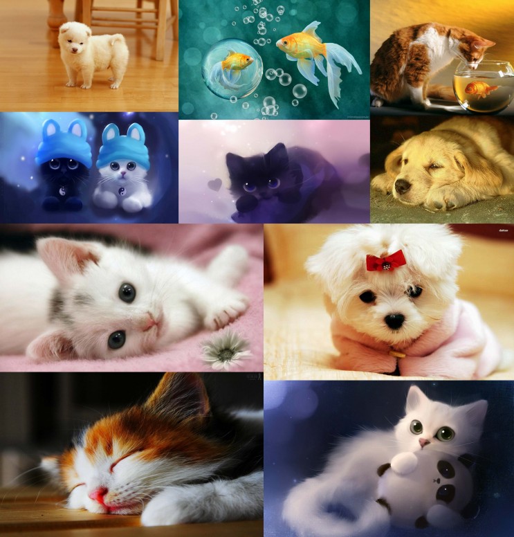 Cat Hd Wallpaper For Laptop - HD Wallpaper 