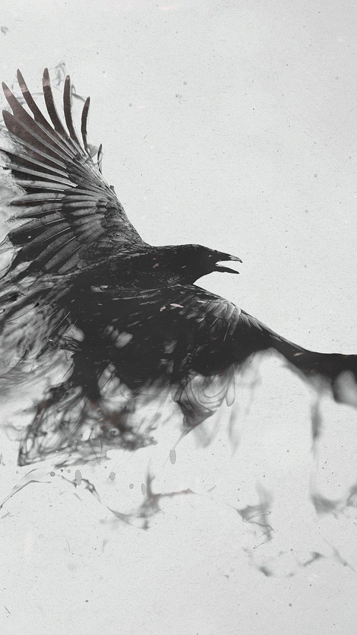 Black And White Bird Wallpaper - Raven Wallpaper Phone Hd - HD Wallpaper 