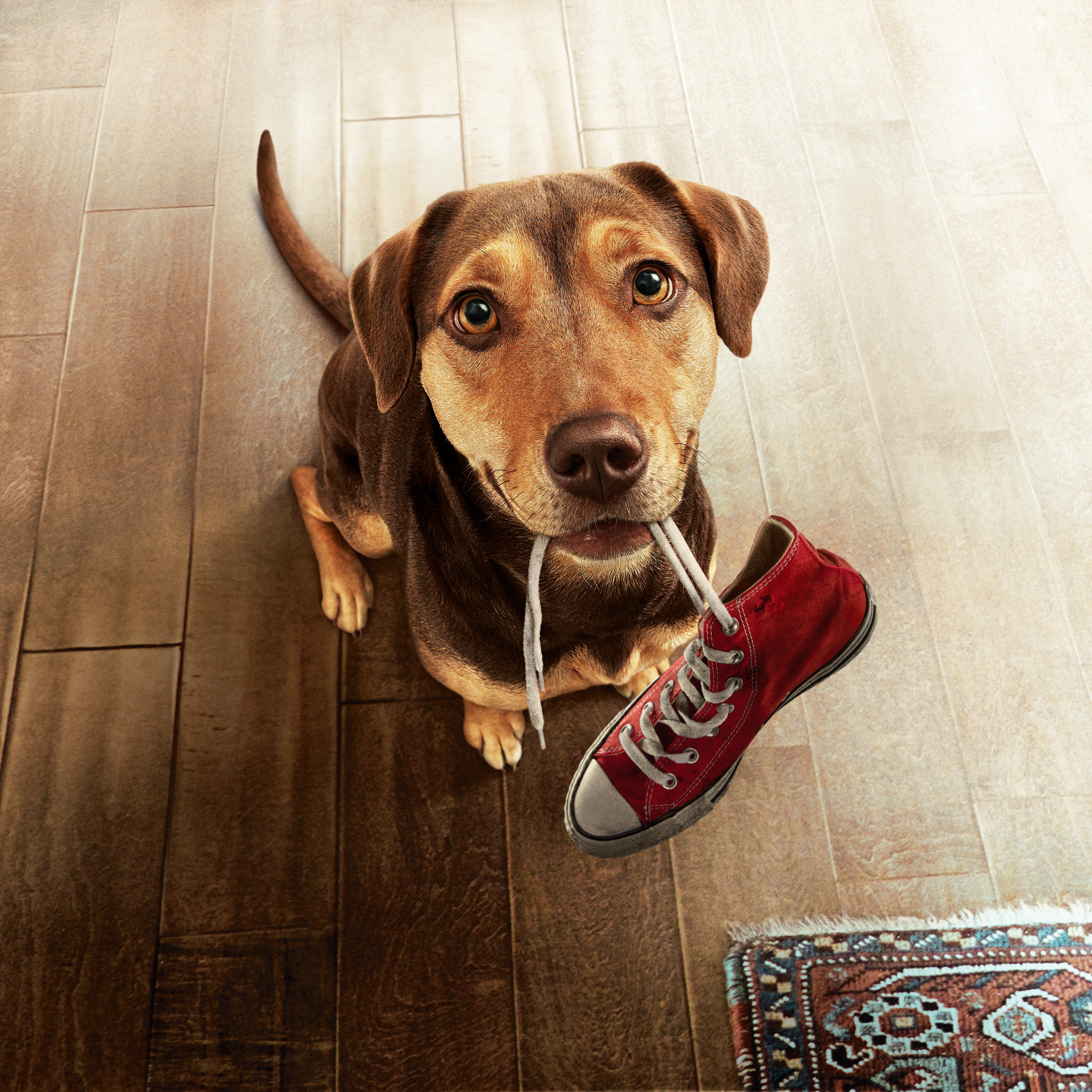 A Dog S Way Home, Shoe - HD Wallpaper 