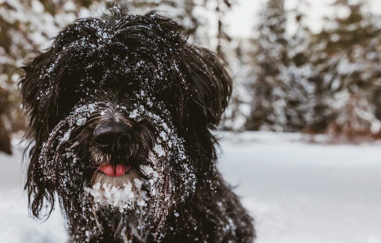 Photo Wallpaper Forest, Black, Trees, Animals, Dog, - Dog - HD Wallpaper 