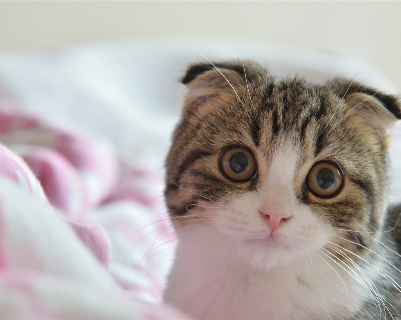 Cute Pets, Scottish Fold Cat Hd Wallpapers - Scottish Fold - HD Wallpaper 