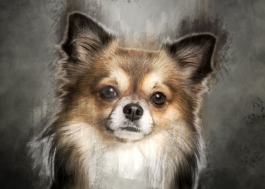 Tan Dog Painting, Chihuahua, Cute, Pets, Small, Chiwawa, - Chihuahua Puppy - HD Wallpaper 
