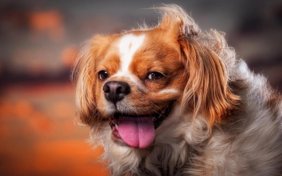 Cute Puppy, Face, Wind, Pets Wallpaper,cute Puppy Hd - Telefon Ekran Resimleri Hd Hayvan - HD Wallpaper 