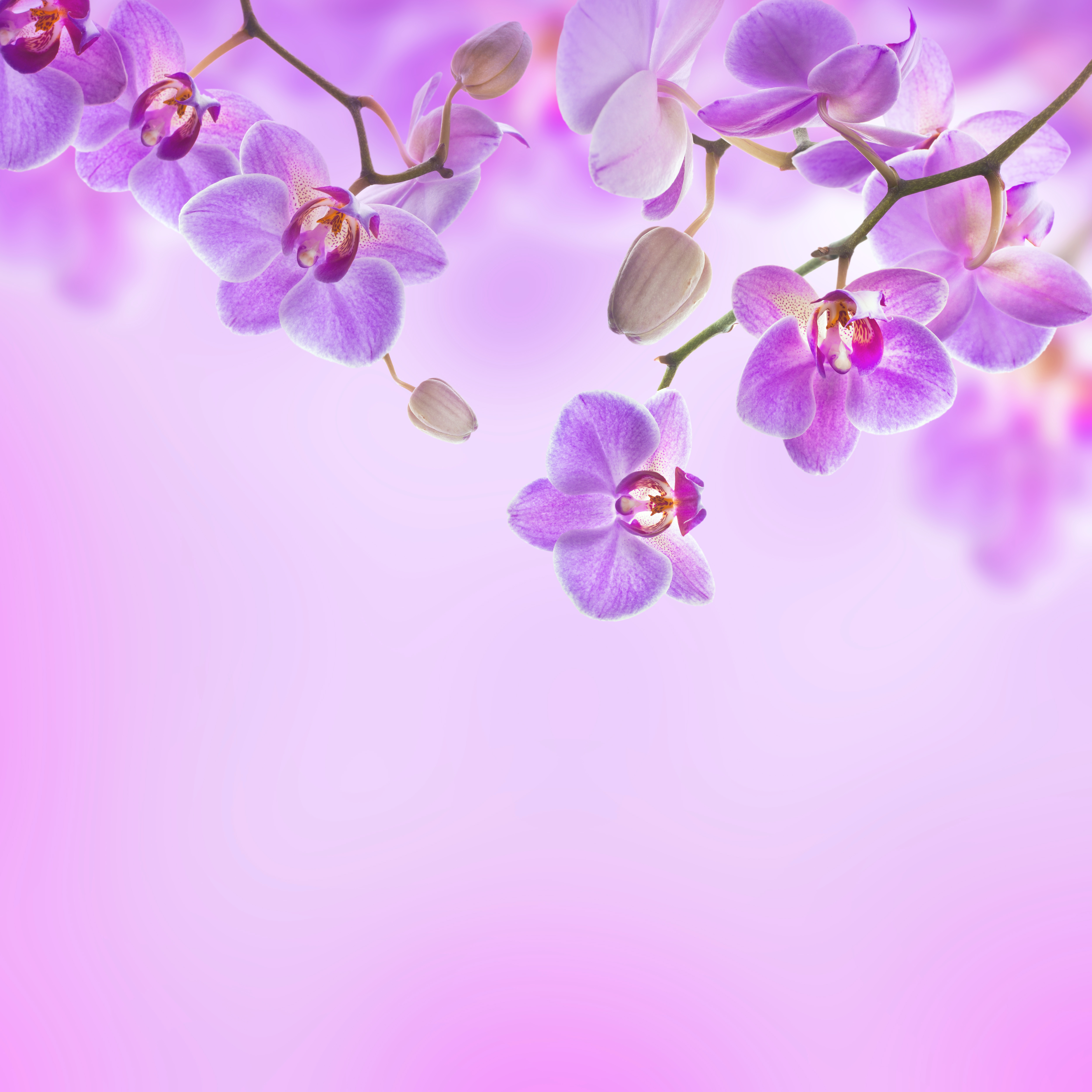 Pixels - Purple Orchid Background - HD Wallpaper 