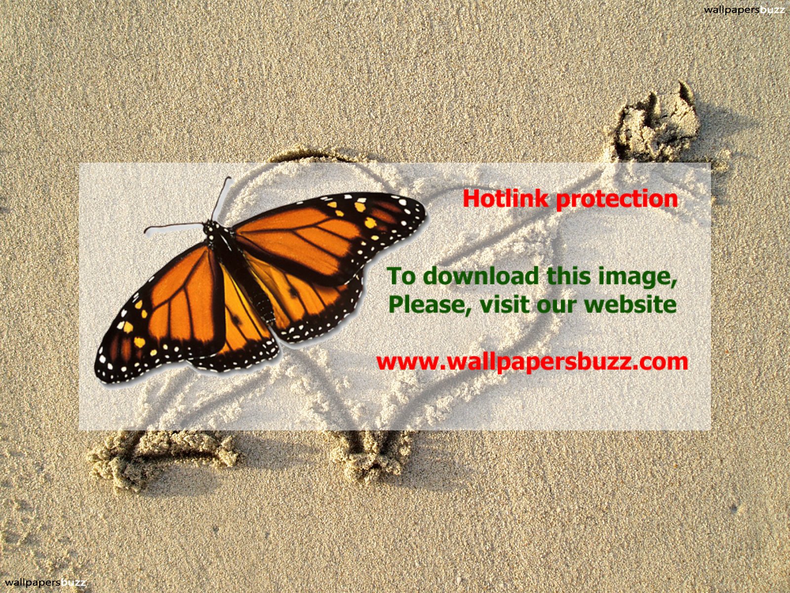 Monarch Butterfly - HD Wallpaper 