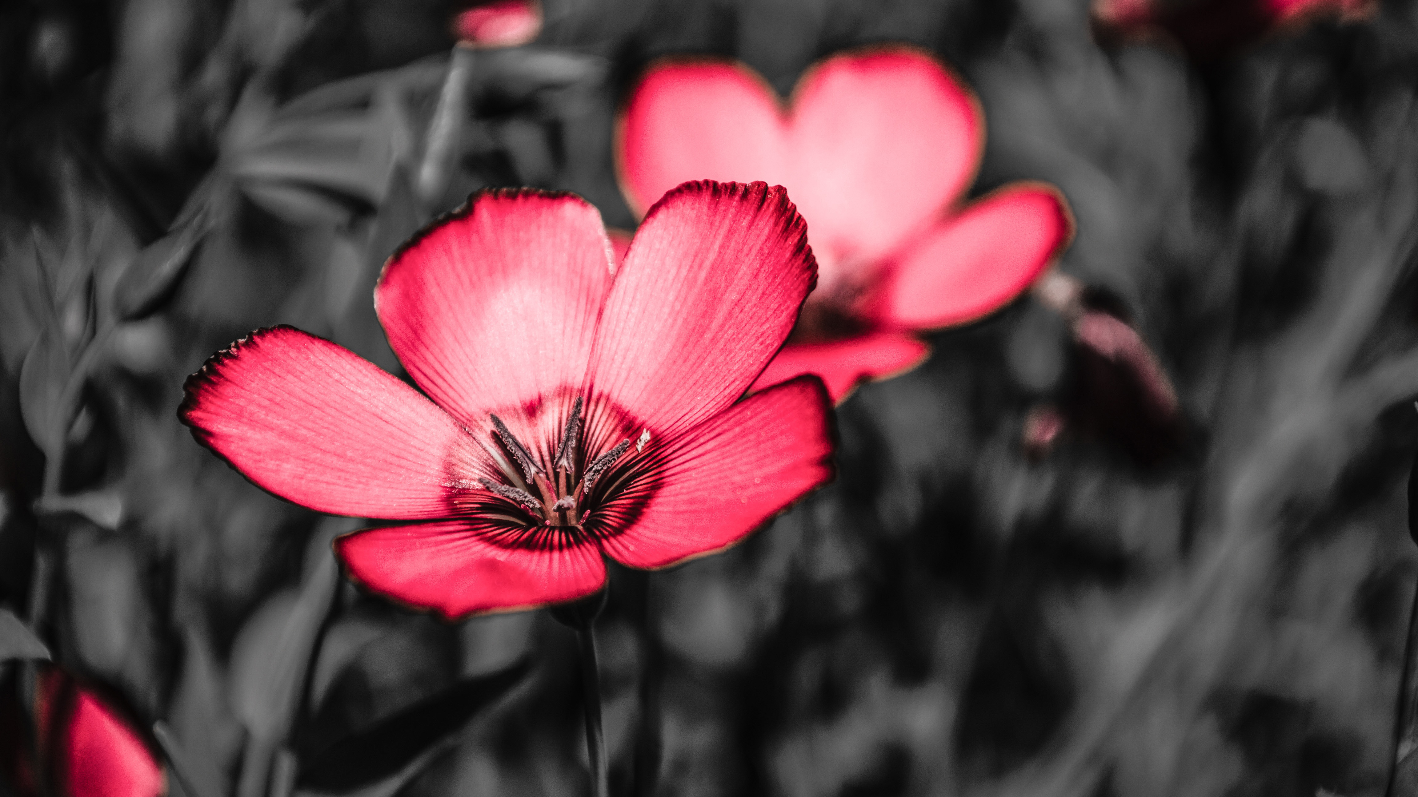 Pink Flowers 4k Wallpaperspink Flowers 4k Wallpapers - Pro Photography Of Flower - HD Wallpaper 