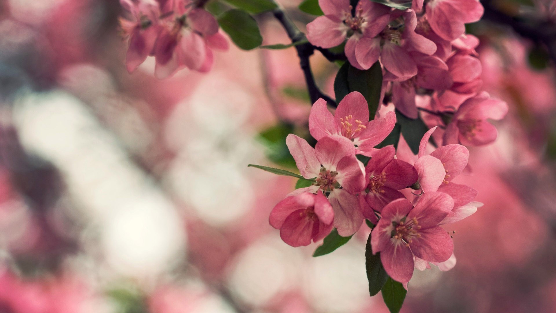 Cherry Blossom Flower Hd - HD Wallpaper 