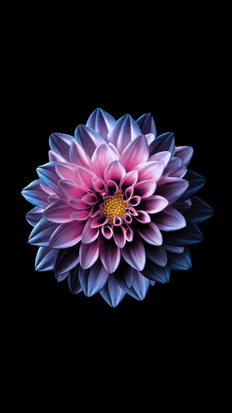 Iphone 6 Wallpaper Blue Flower - HD Wallpaper 