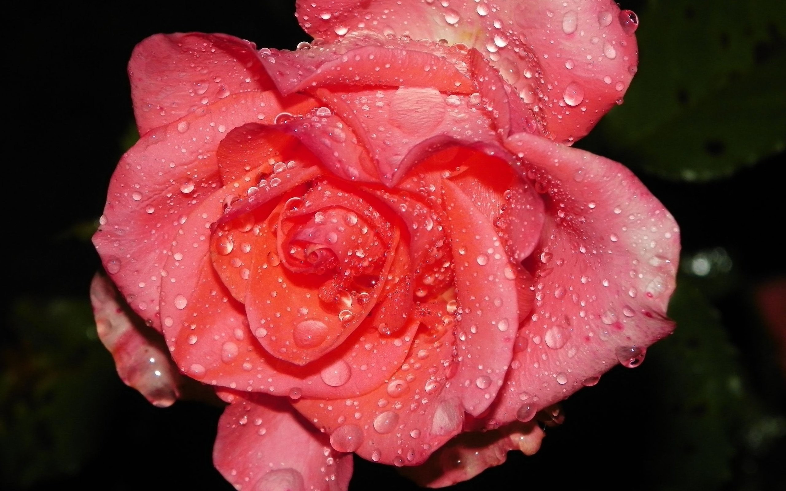 Garden Roses - HD Wallpaper 