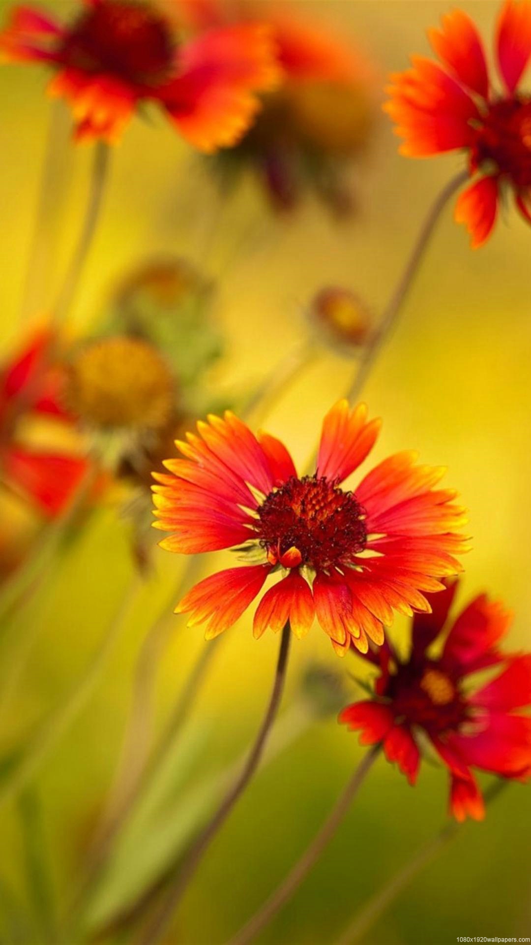 Hd Wallpaper Flower For Mobile - 1080x1920 Wallpaper - teahub.io