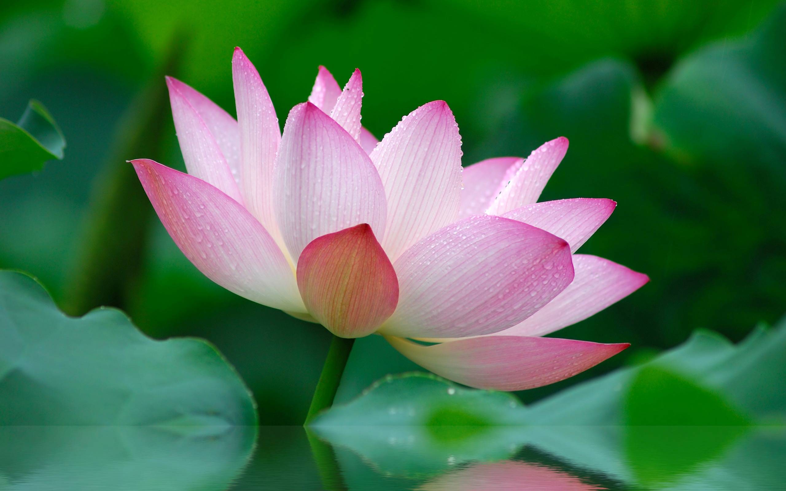 Pink Lotus Flower Wallpaper Hd - Nature Lotus Flower - HD Wallpaper 