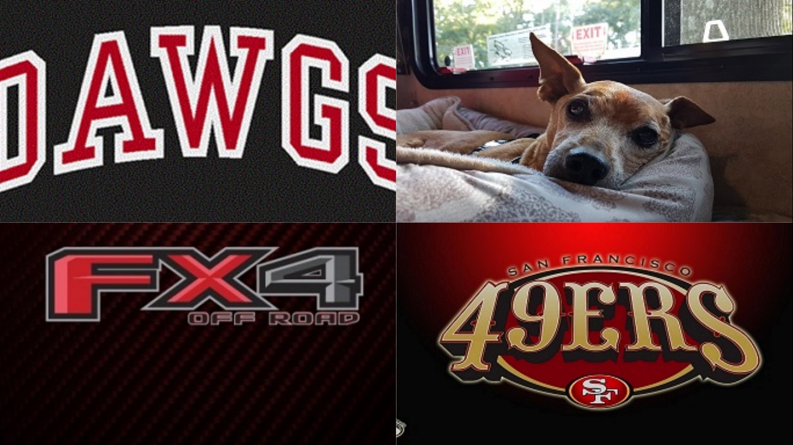 Jack Russell Terrier - HD Wallpaper 