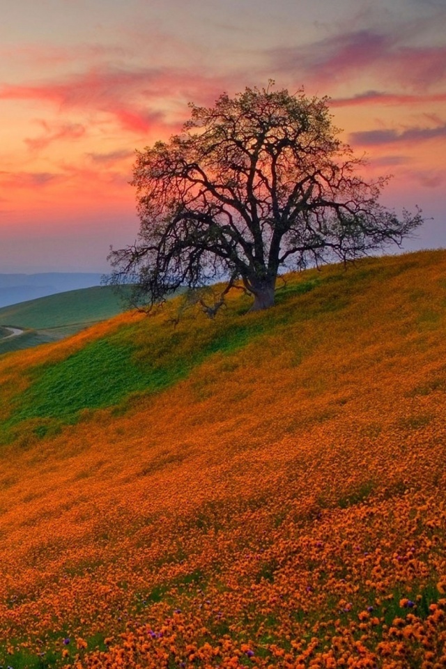 Hills Covered In Flowers - HD Wallpaper 