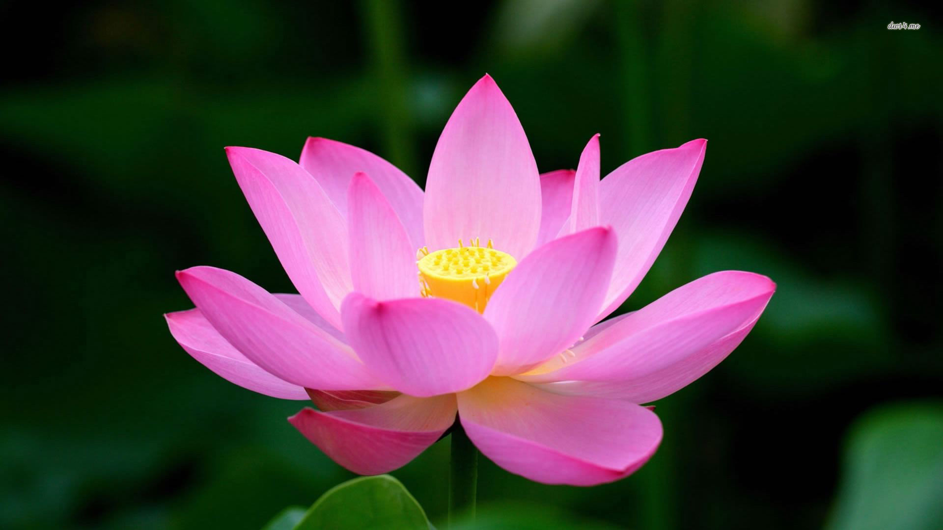 Purple Lotus Flower Wallpapers Phone Blue, Red, Tumblr - Lotus Flower Hd - HD Wallpaper 