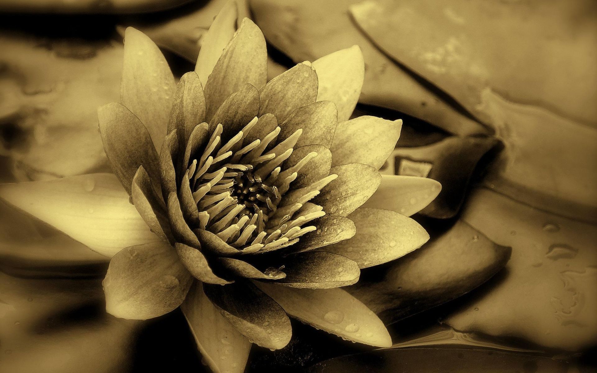 Black Lotus Flower Wallpaper Phone Hd, Pink, White - Sepia Flowers - HD Wallpaper 