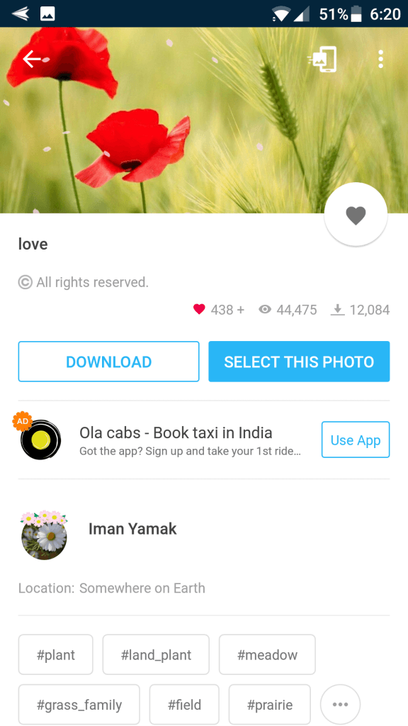 Corn Poppy - HD Wallpaper 