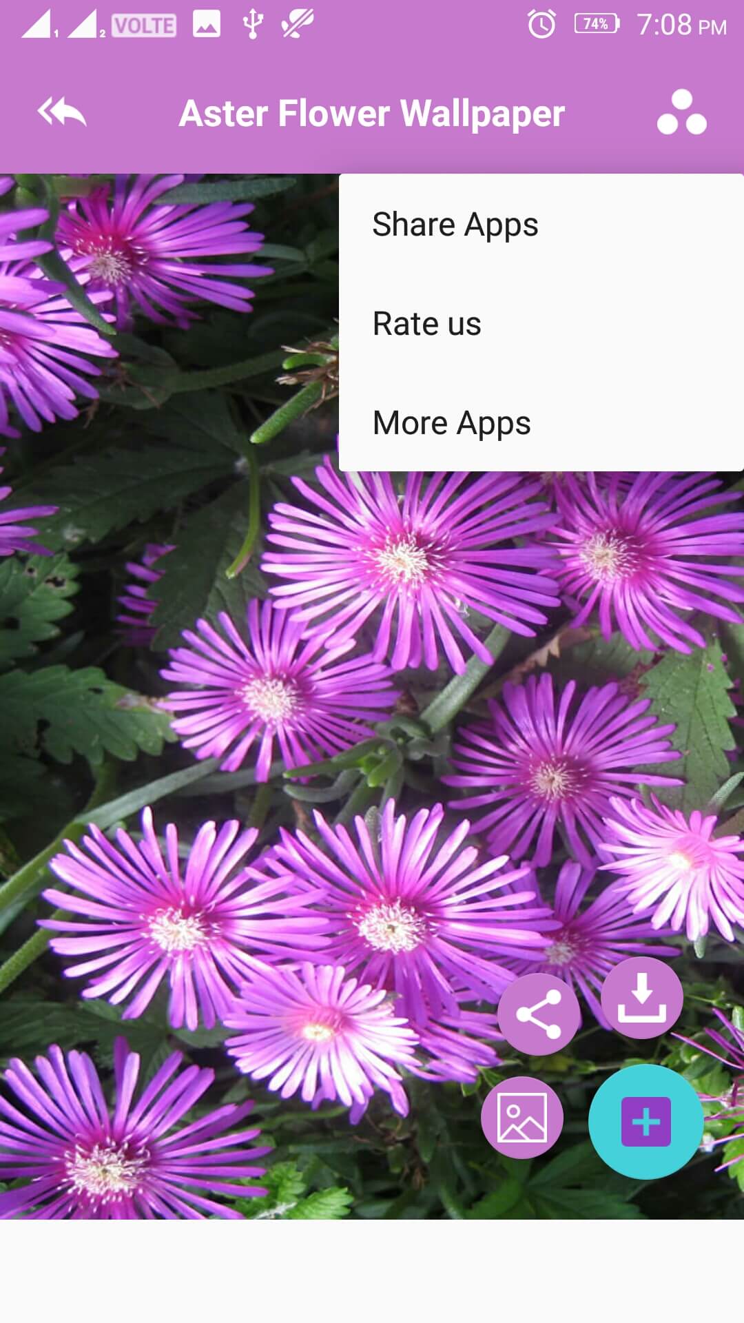 Ice Plant - HD Wallpaper 