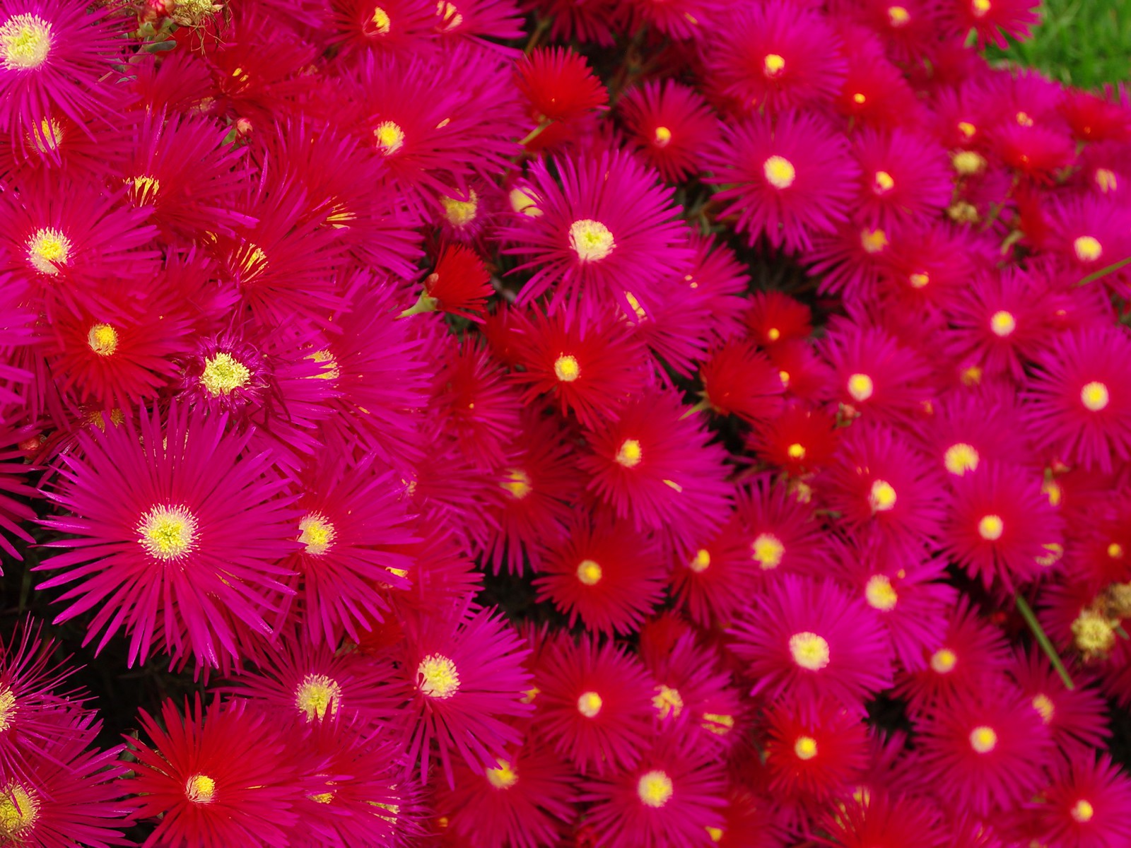 Ice Plant - HD Wallpaper 
