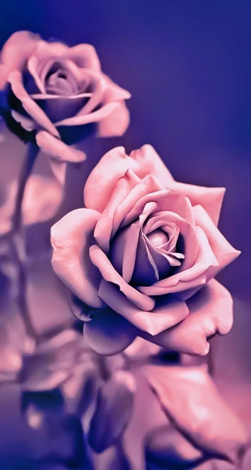 Flower Rose Gold Wallpaper Iphone X - HD Wallpaper 