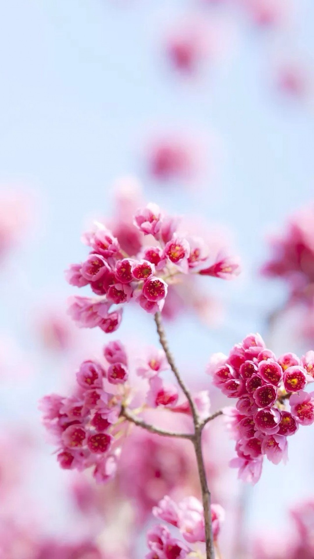 Pink Flower Wallpaper Iphone 
 Data-src - Beautiful Flowers Wallpaper Iphone - HD Wallpaper 