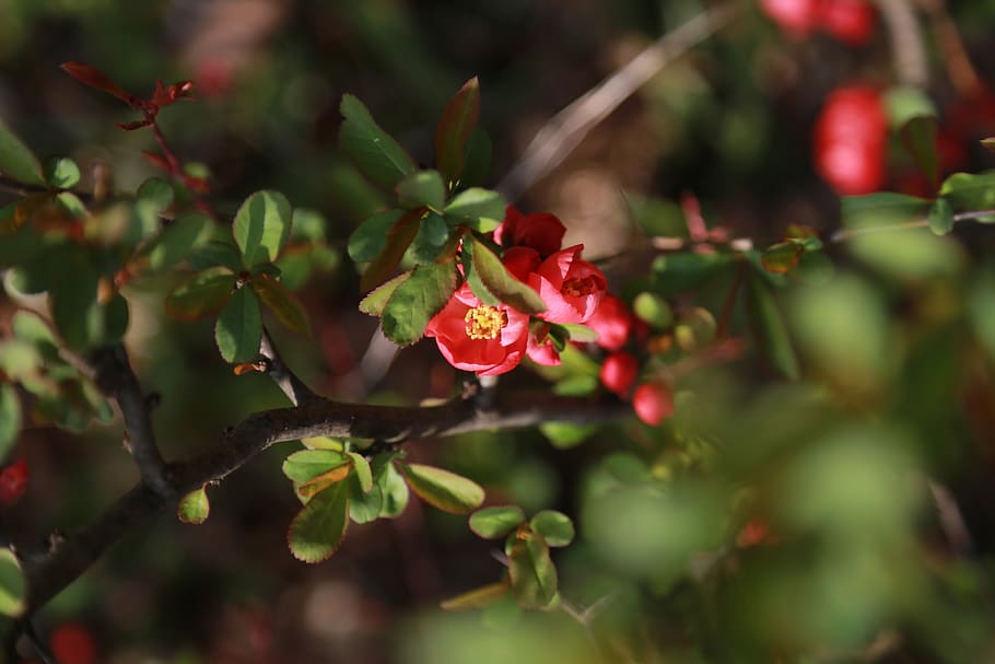 People Tree, Flowers, The Phone, Bud, Plants, Nature, - Bud - HD Wallpaper 