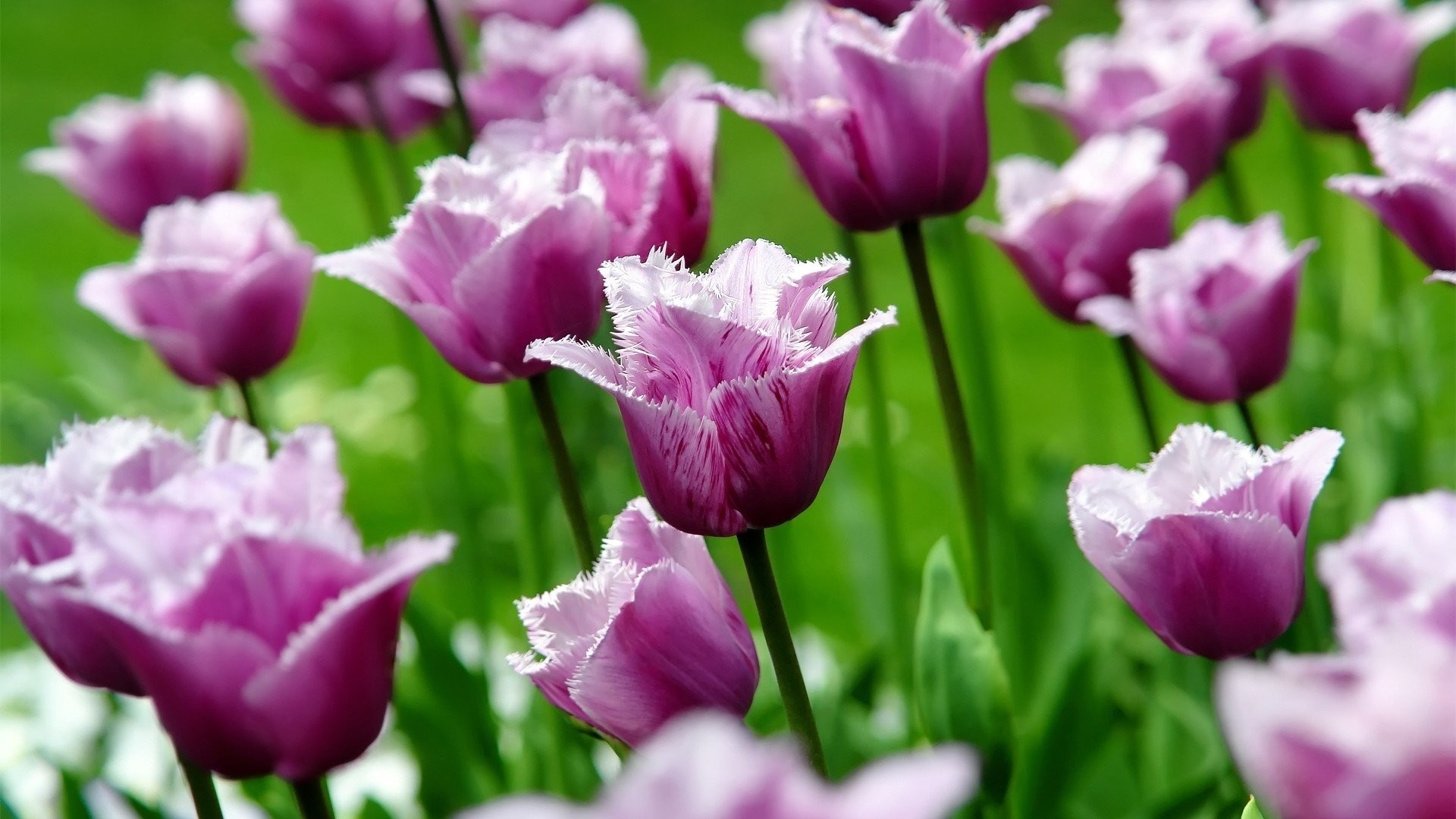 Tulip - HD Wallpaper 