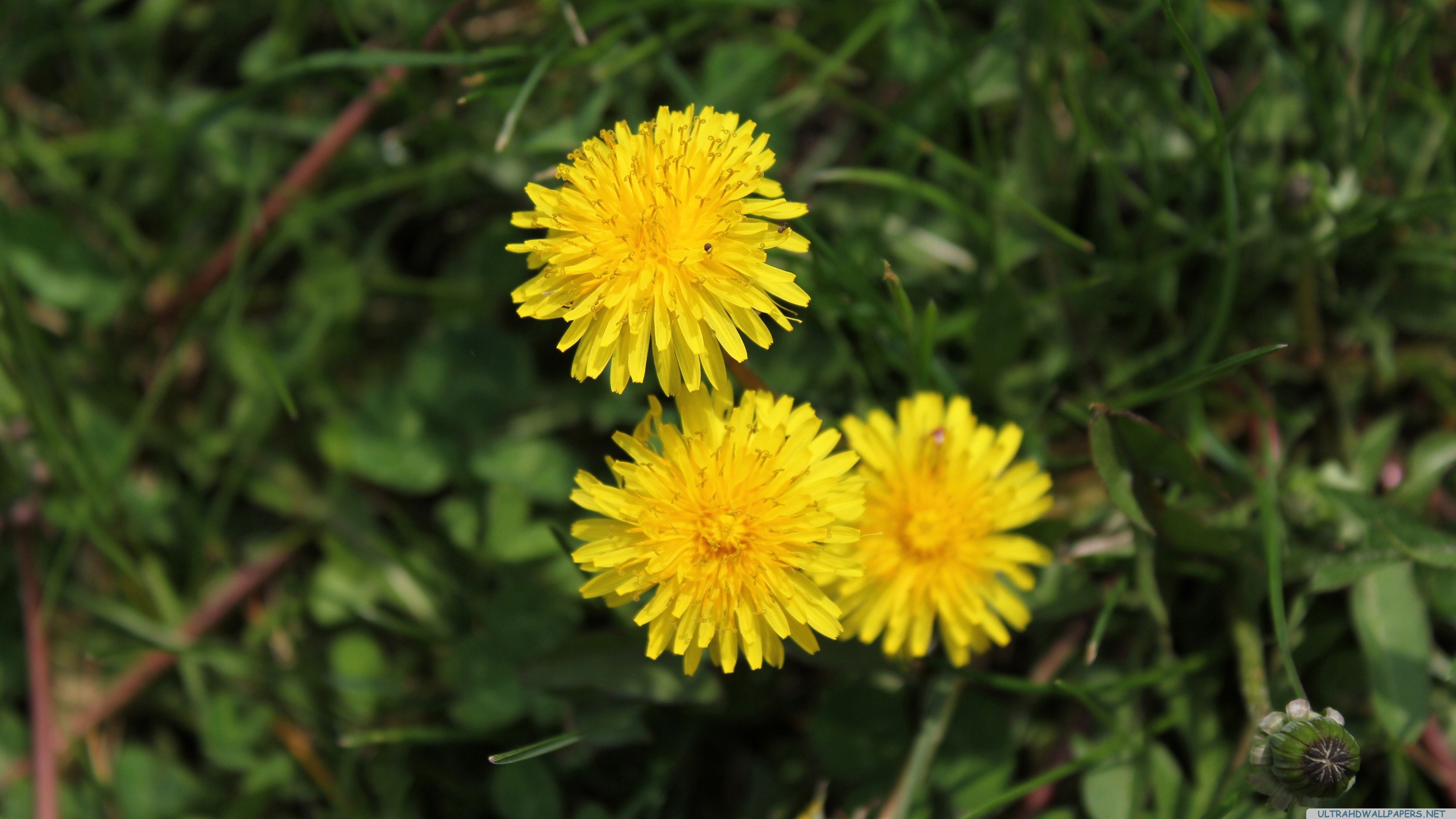 Dandelion - HD Wallpaper 