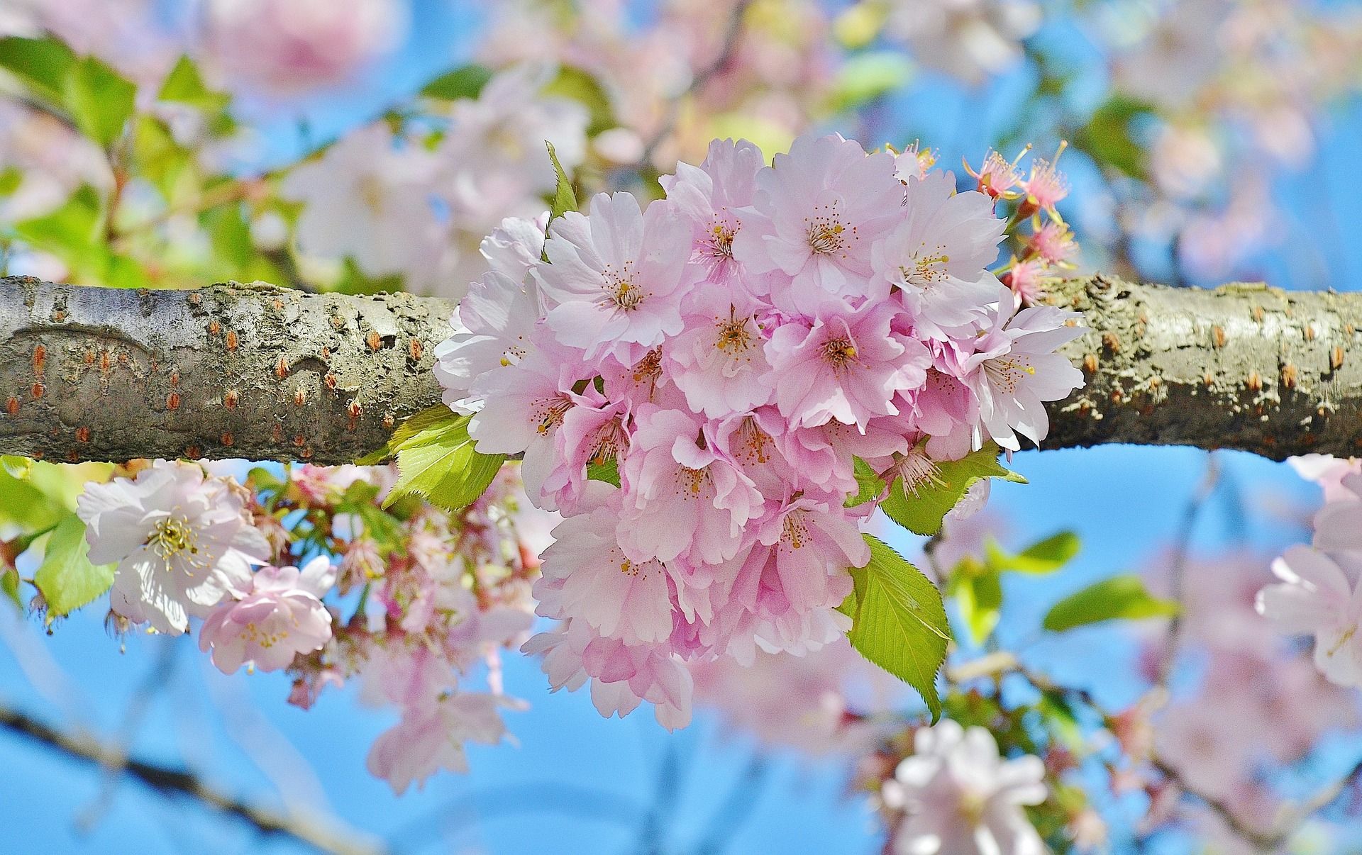 Lovely Sakura Flower Wallpaper Free Download - Cherry Blossom - HD Wallpaper 