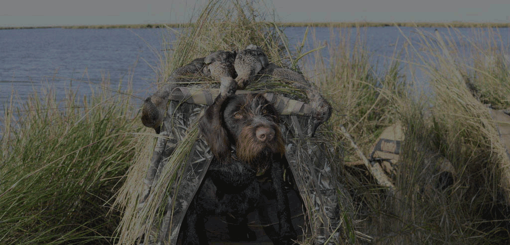 Spinone Italiano - HD Wallpaper 