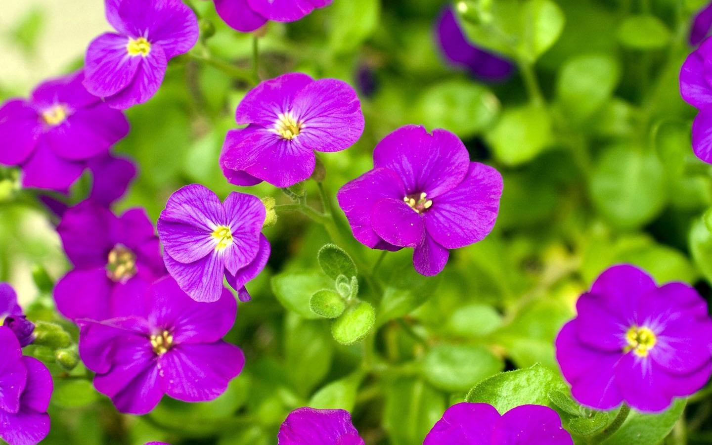 Purple Flower Wallpaper - Cb Beautiful Background Flowers - HD Wallpaper 