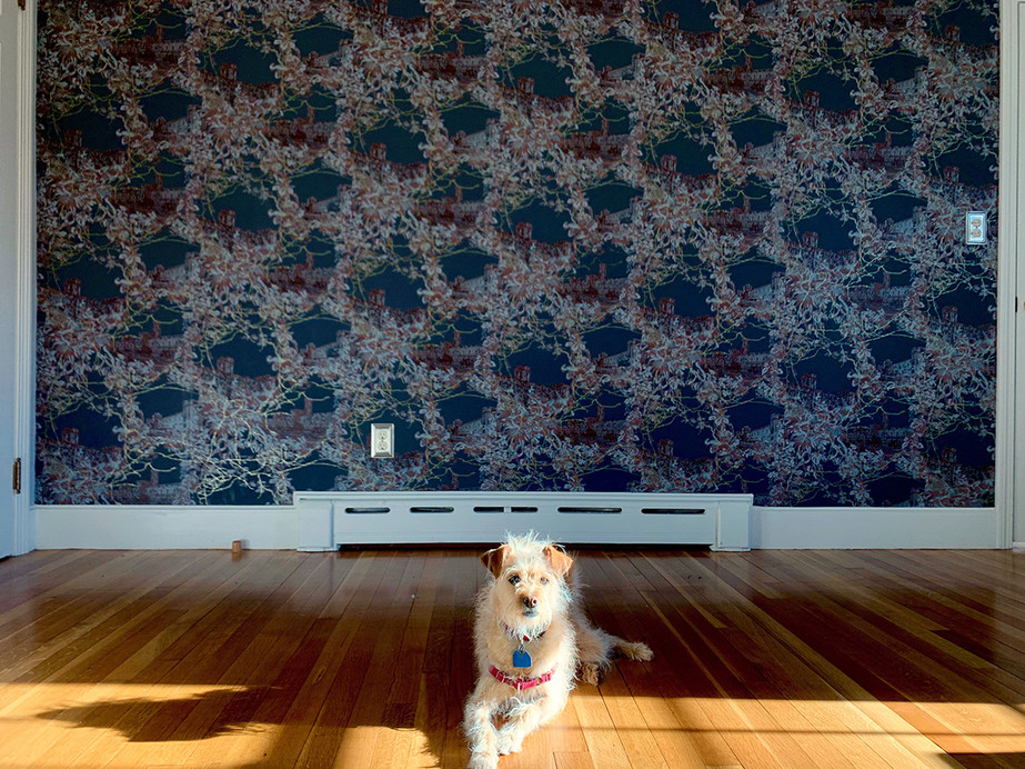 Wire Hair Fox Terrier - HD Wallpaper 