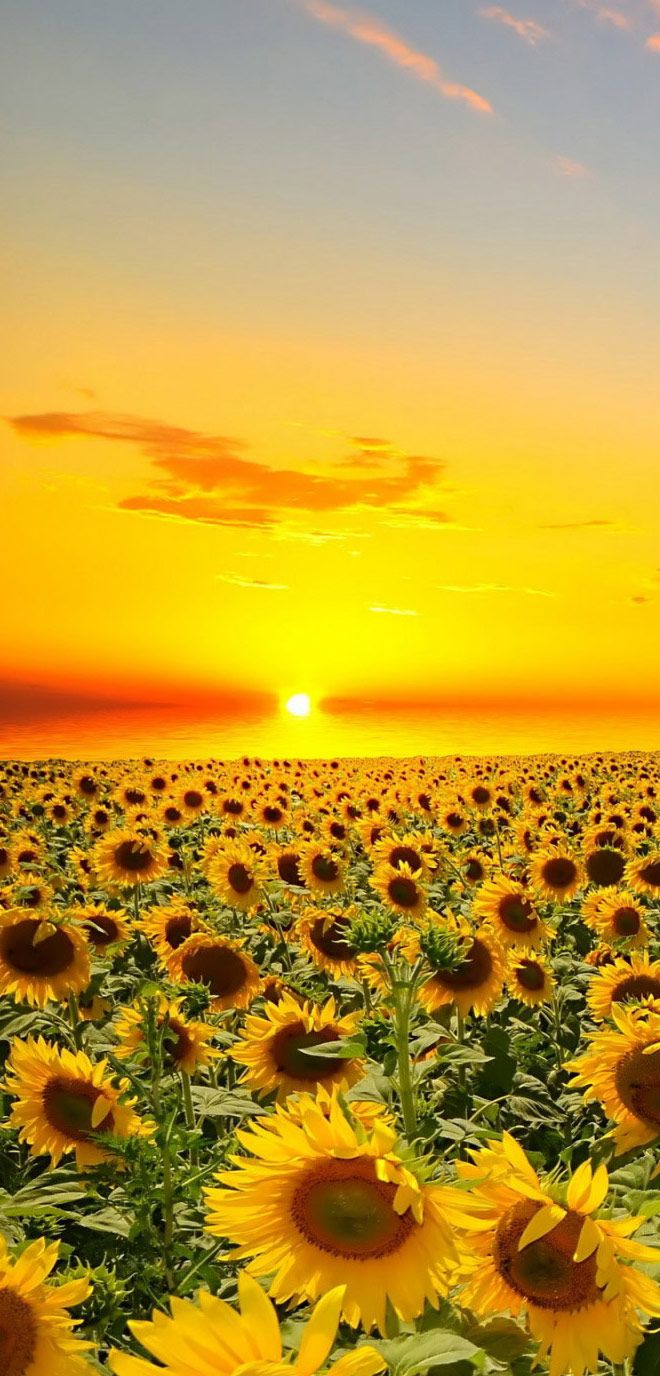 D Flower Wallpapers Android Apps On Google Play - Beautiful A4 Background Hd - 660x1376 Wallpaper D Flower Wallpapers Android Apps On Google Play - Beautiful A4 Background Hd - 660x1376 Wallpaper