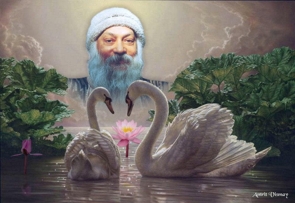 Happy Wedding Anniversary Swan - HD Wallpaper 