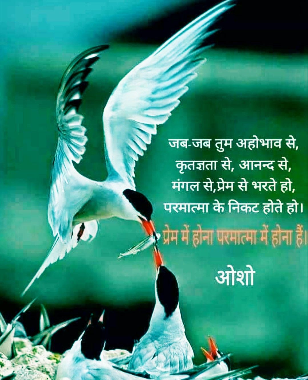 Good Morning Osho Quotes - HD Wallpaper 