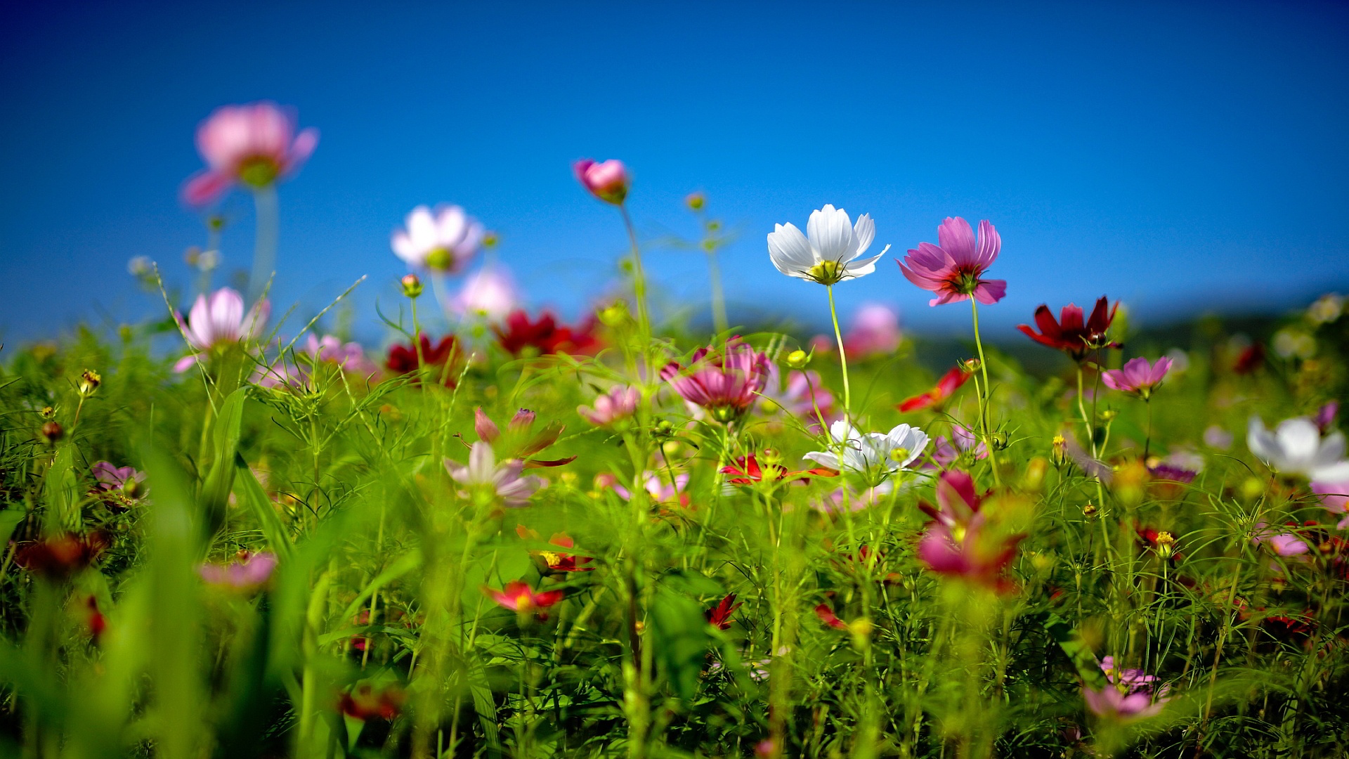 Summer Flower Background Hd - HD Wallpaper 